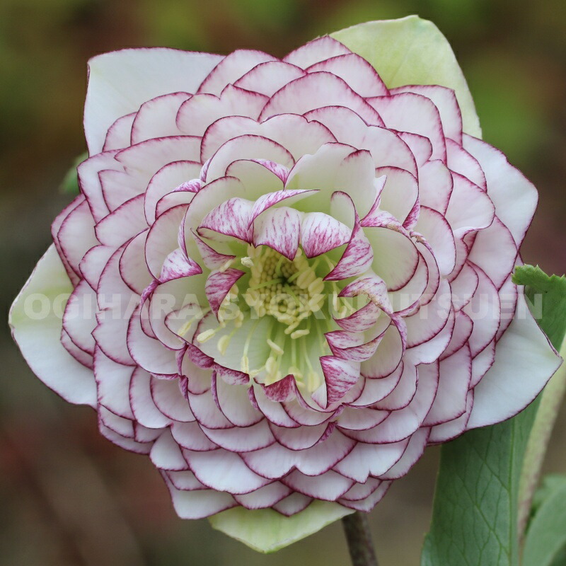 楽天市場】ピコティ ダブル クリスマスローズ（花・ガーデン・DIY）の通販