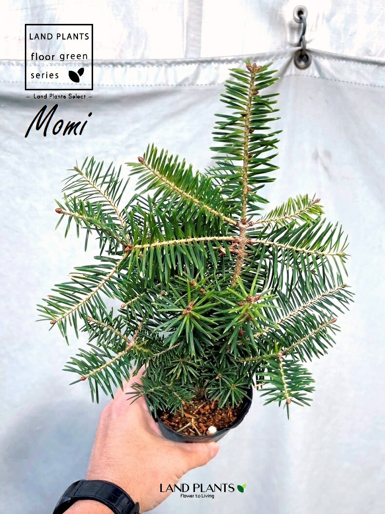 楽天市場】モミの木（樅：もみ） 3寸 ポット苗 1鉢 クリスマスツリー