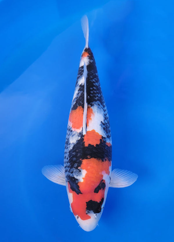 25F-023 Showa - Champion Nishikigoi