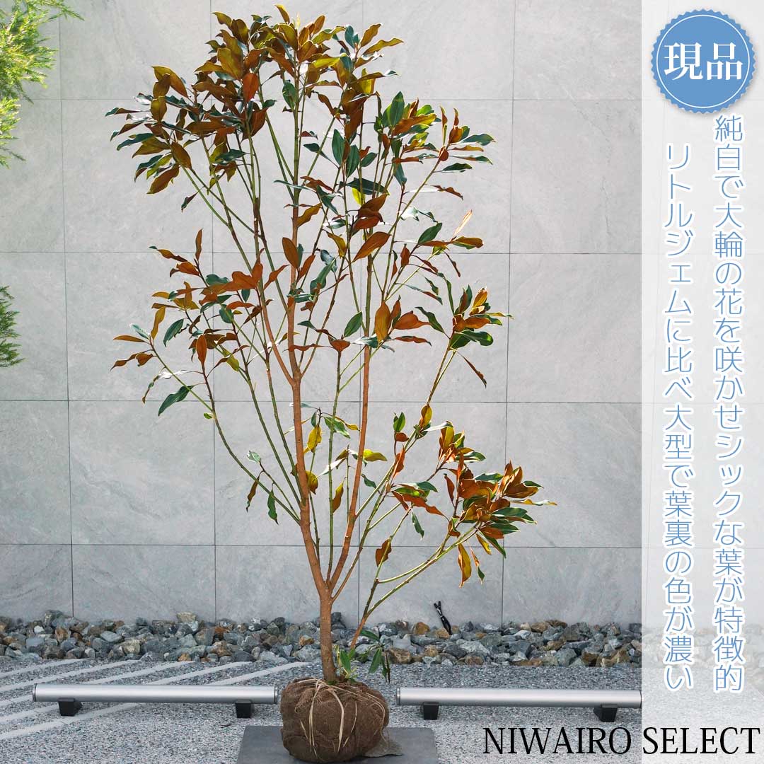 楽天市場】【現品】【ケイパレス】タイサンボク 矮性 自然風樹形 樹高H