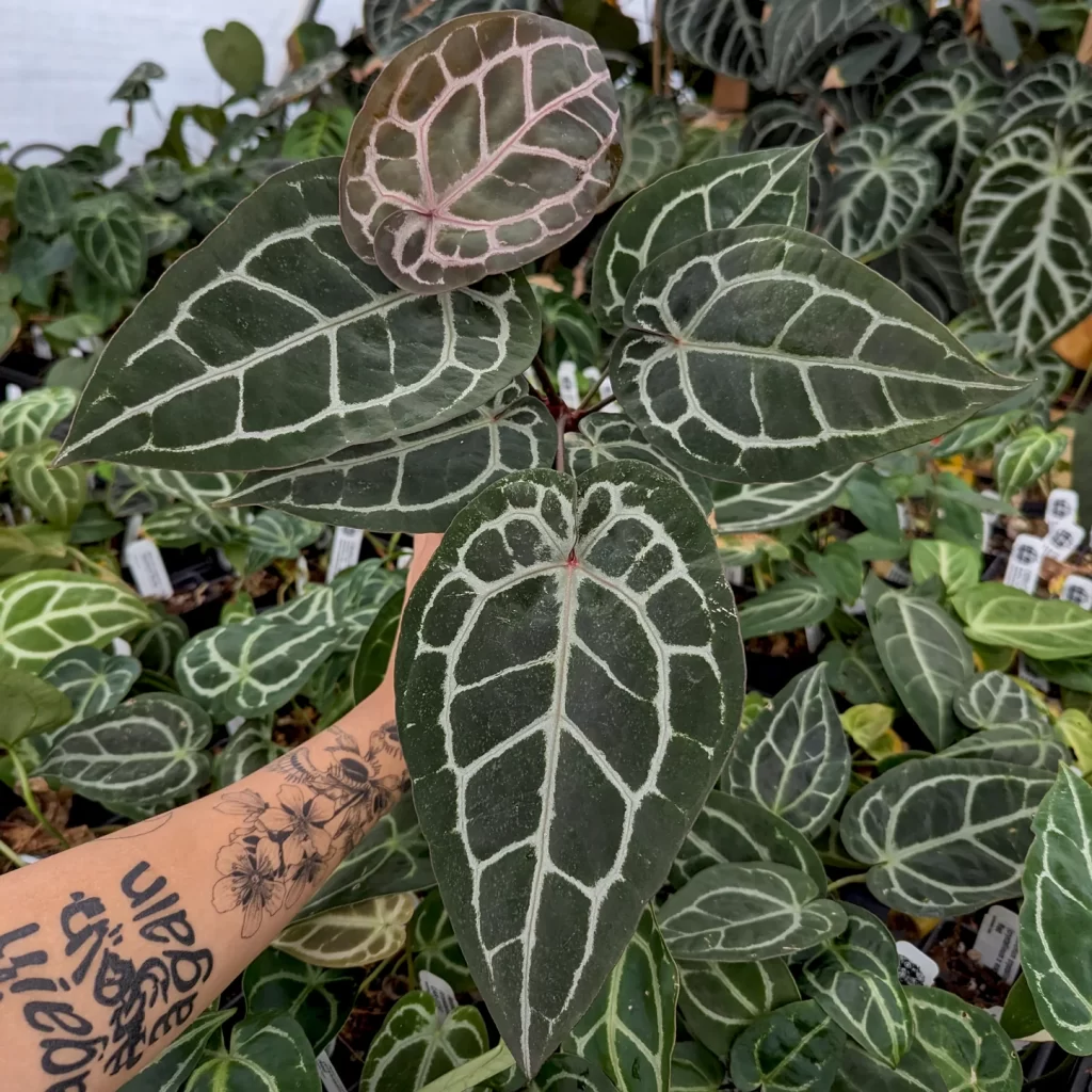 アンスリウム・ミシェル（Anthurium Michelle）とは？育て方と購入方法