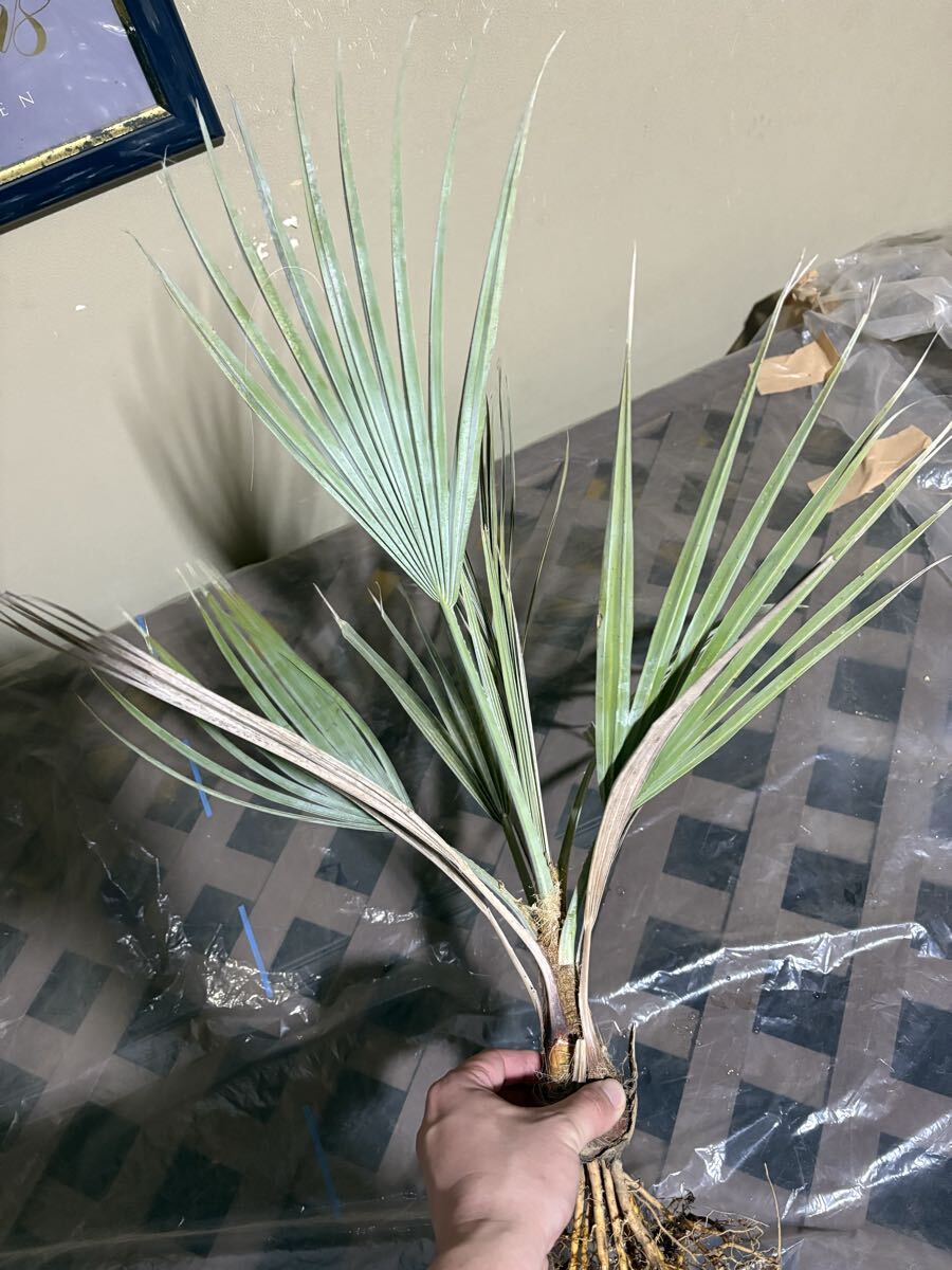 2026年最新】ブラヘアアルマータ 観葉植物の通販商品 - Yahoo!オークション