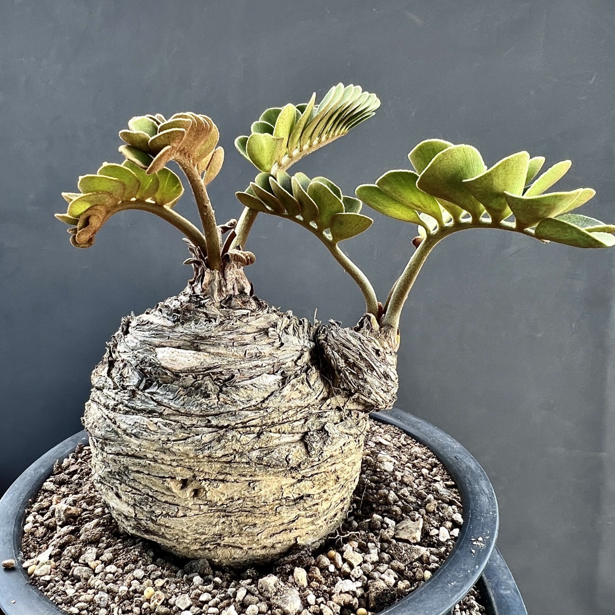 Yahoo!オークション - B37-22 観葉植物 ザミア（メキシコソテツ）蘇鉄