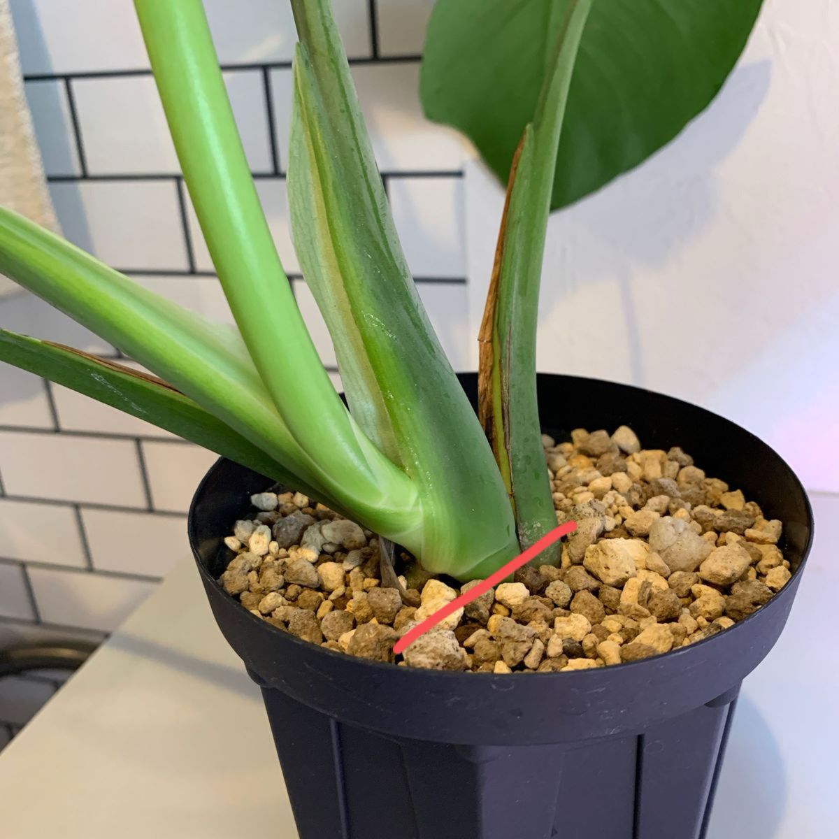 モンステラ デリシオーサ 抹茶斑入り グリーンオングリーン 美遺伝子株