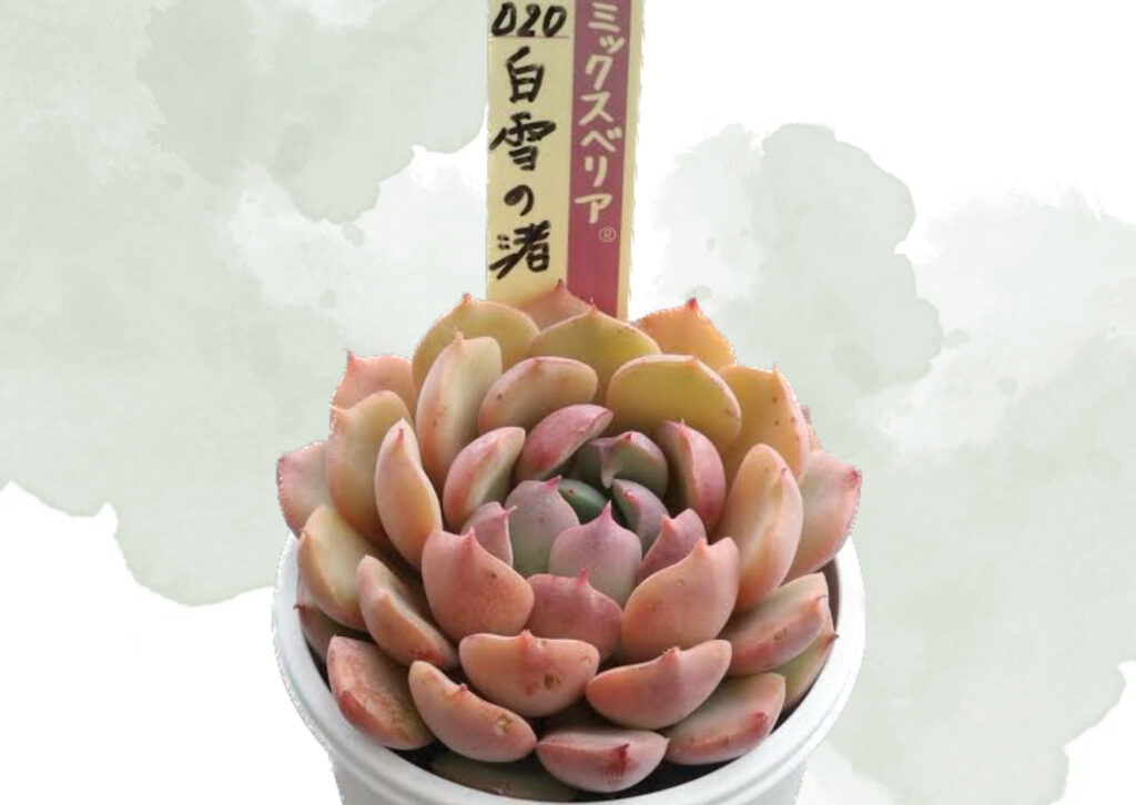 2026年2月最新】おらいさんのミックスベリア一覧【多肉植物】 | ぶっ