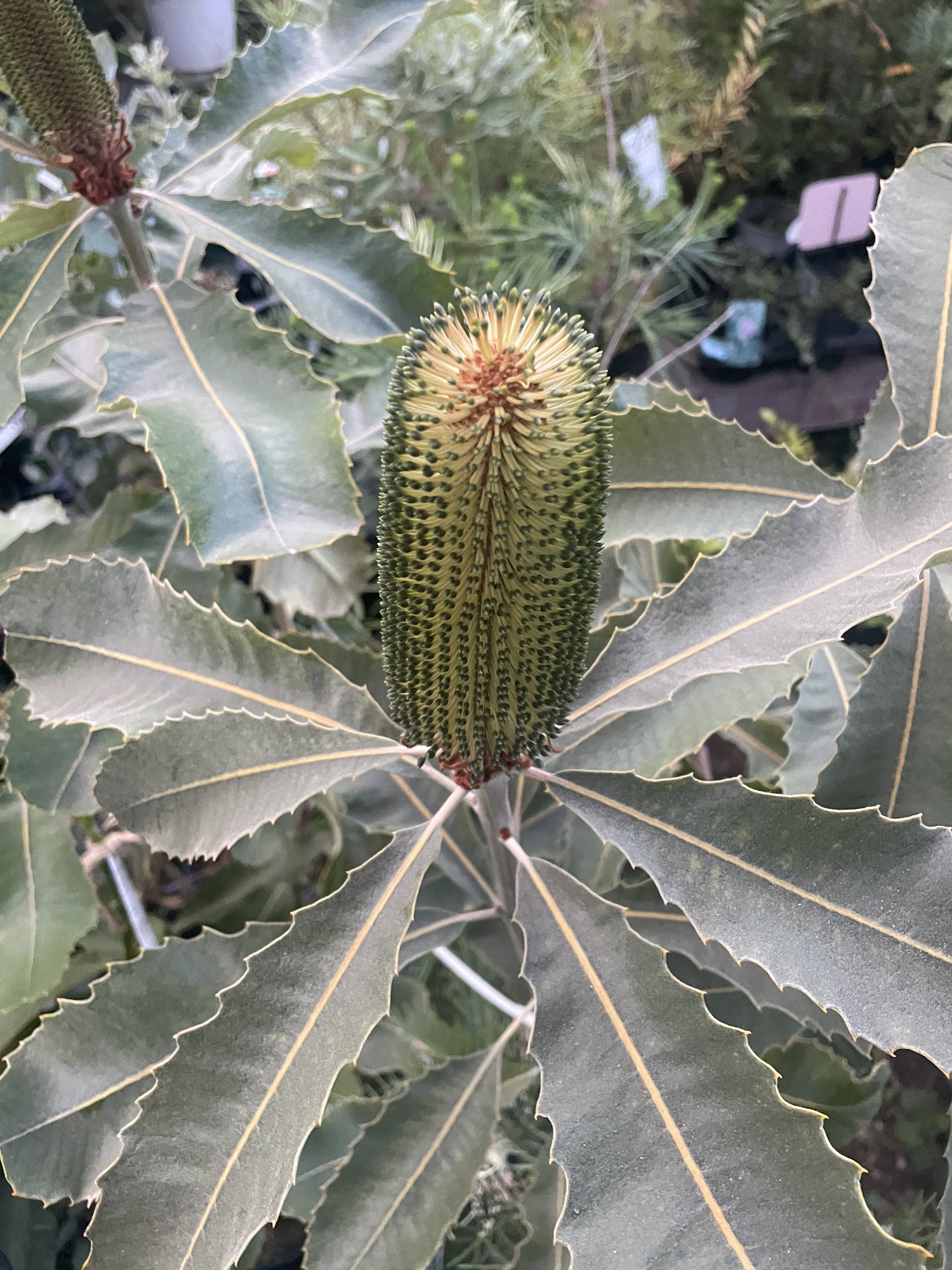 バンクシアロブル | PLANTSTOCK〜花屋の花図鑑〜