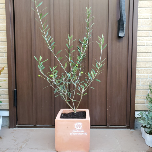オリーブの木 エルグレコ スクエアテラコッタ鉢植え 観葉植物 シンボル