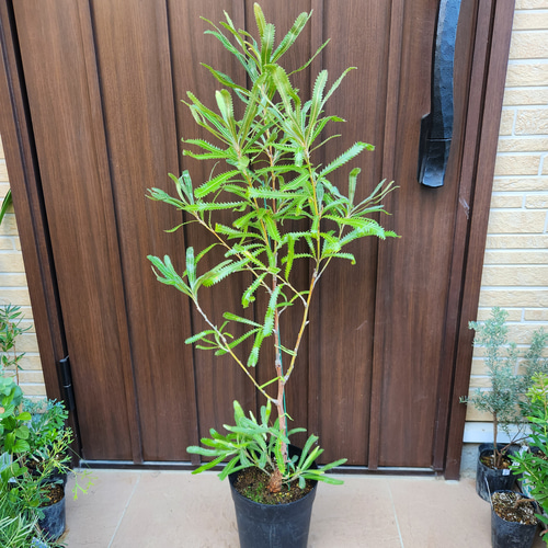 ウォールムバンクシア アエムラ 鉢植え ネイティブフラワー ロック