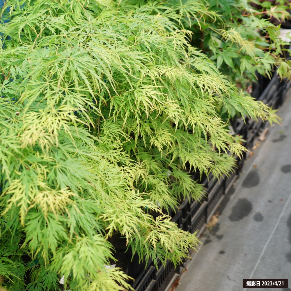 アオダモ2本セット山彩りーーアオハダ、モミジ、カエデーー