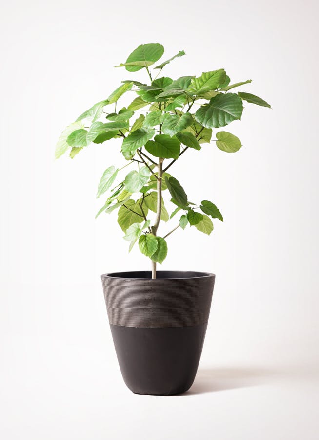ウンベラータ 8号 | 観葉植物の通販ならHitoHana（ひとはな）