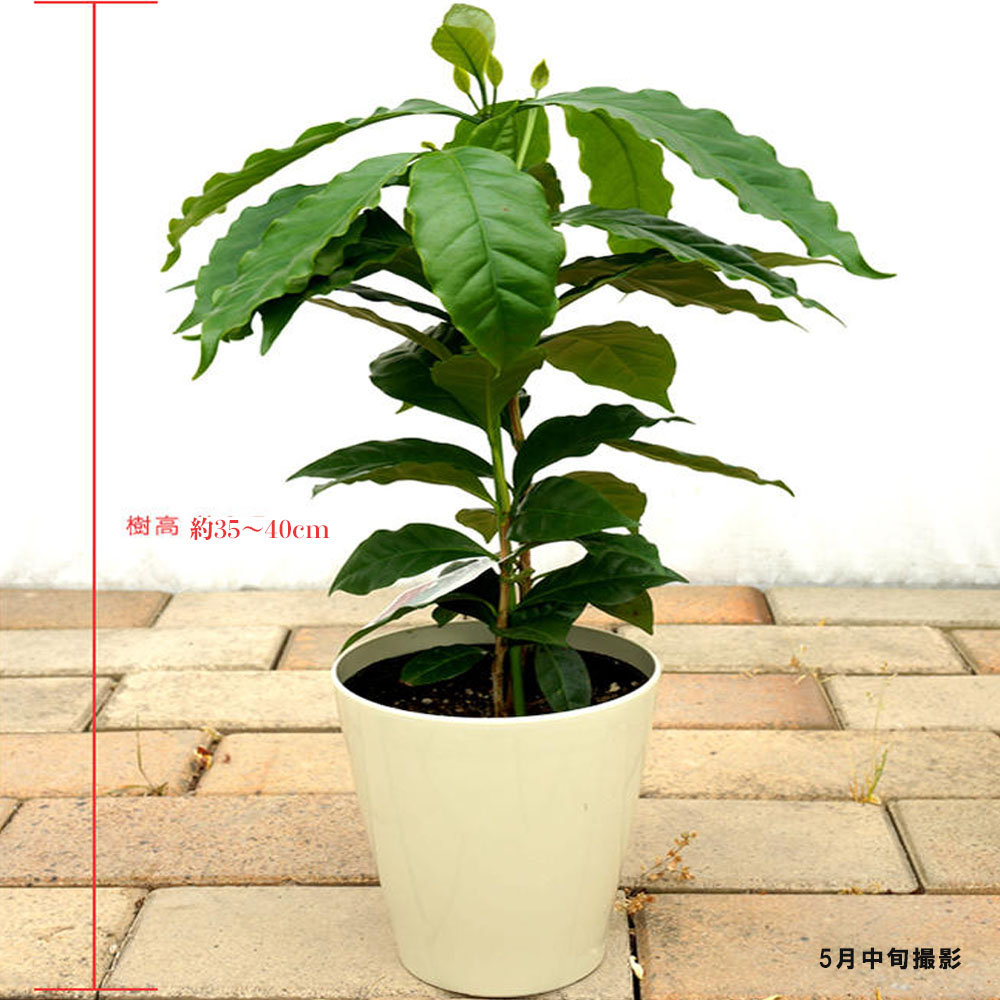 楽天市場】コーヒーの木 5号ポット苗 【予約販売】4月下旬頃入荷予定