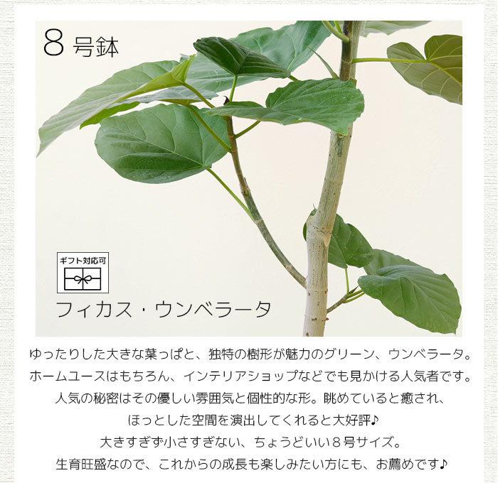 楽天市場】ウンベラータ 8号鉢 観葉植物 本物 フィカス・ウンベラータ