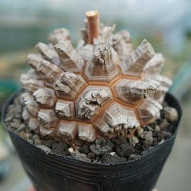 数量限定】長谷川園芸産亀甲竜7/15(土)販売開始です。 | mana's farm