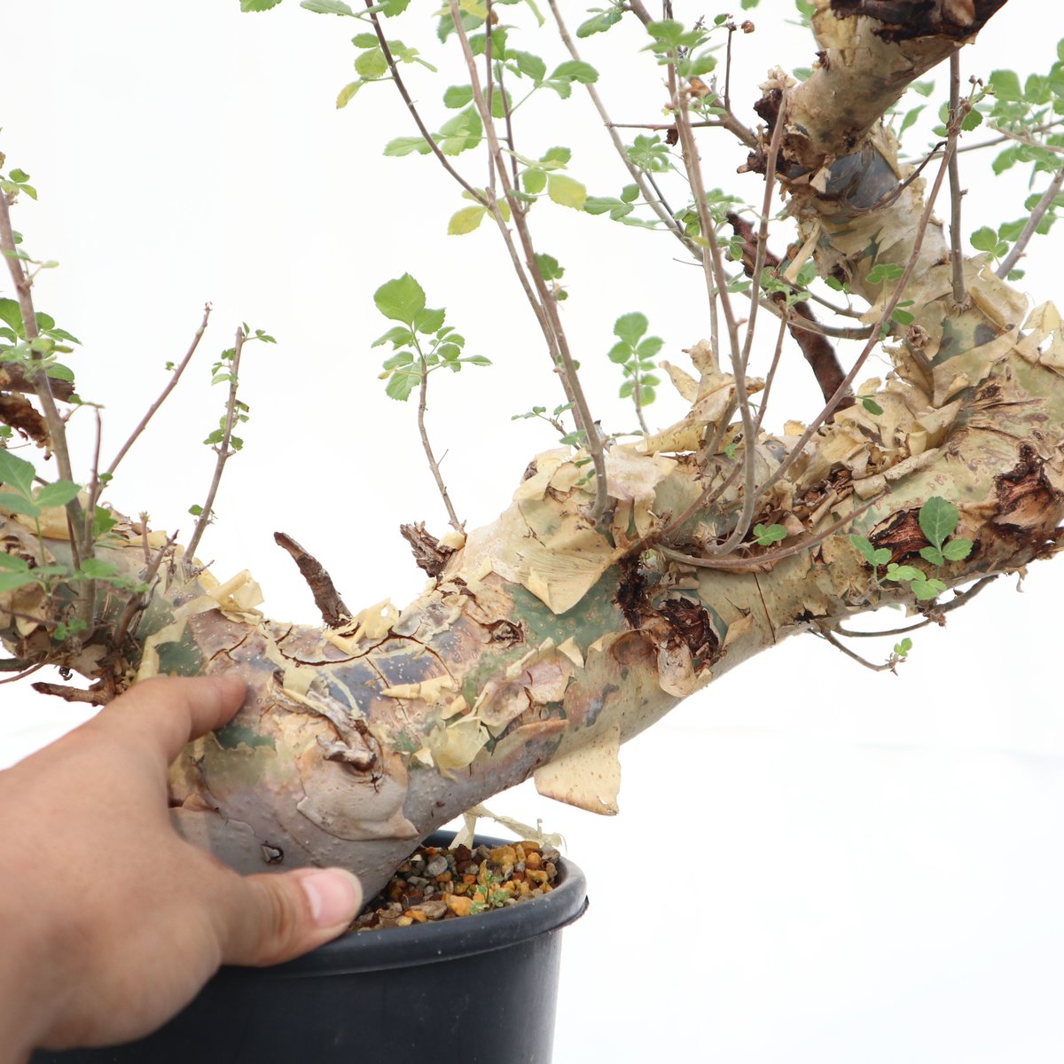 コミフォラ カタフ ターカネンシス | mana's farm:塊根植物・アガベ