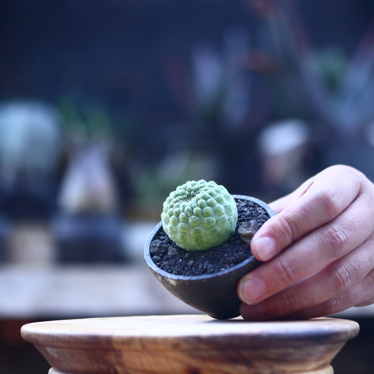 ラリレアキア カクティフォルメ 仏頭玉 Larryleachia cactiformis