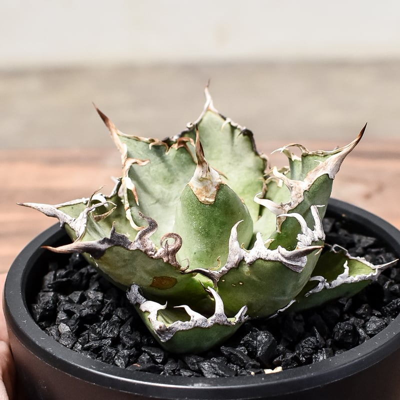 アガベ チタノタ シーザー / 凱撒 【台湾産/中株/発根済み】RF231618