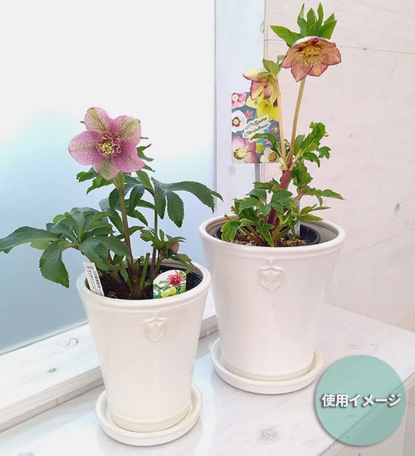 園芸ネット本店｜クリスマスローズ専用鉢：Rose de Noel Parfaite