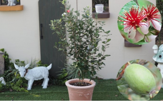 フェイジョアの鉢植え（オリーブ柄テラコッタ鉢30cm）※配送不可