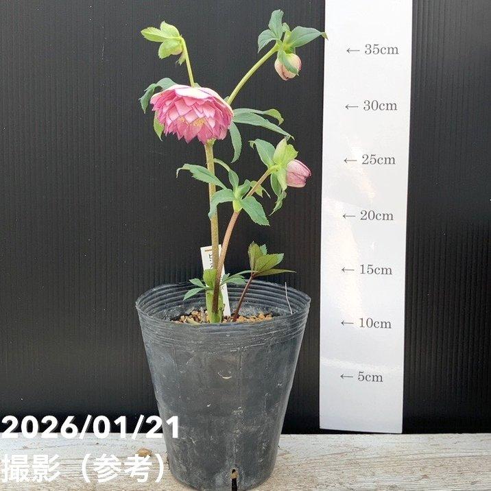 お買い得一点物咲き進み株】加藤農園 クリスマスローズ ピンク