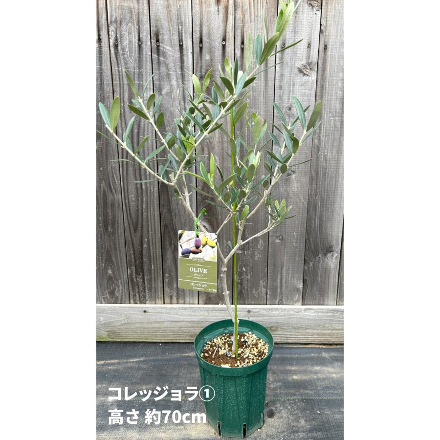 小倉園 オリーブ・コレッジョラ 6号鉢 オリーブの木 鉢植え 庭木 希少
