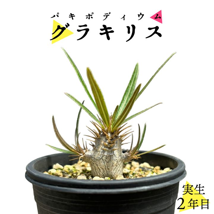 パキポディウム グラキリス 実生2年目 2.5号鉢 塊根植物 コーデクッス