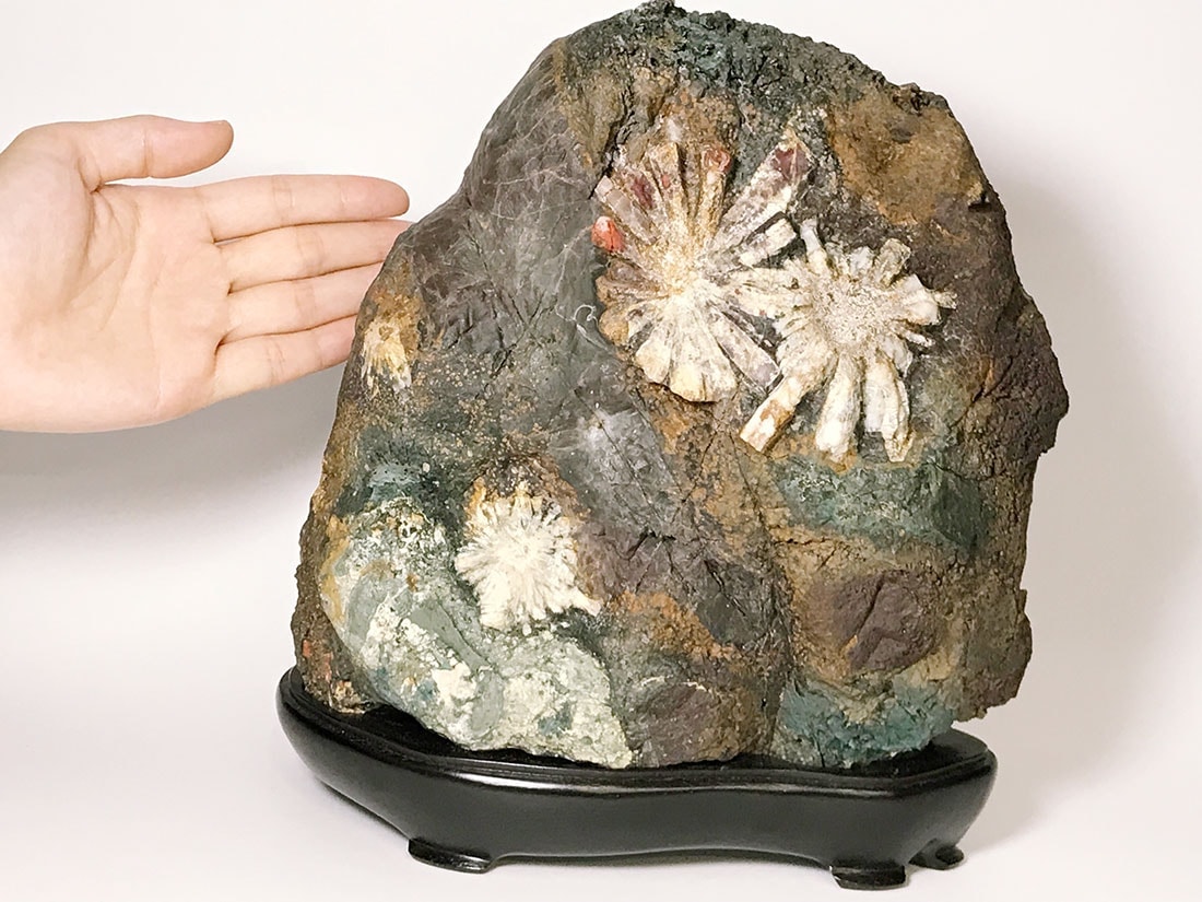 岐阜県根尾谷産 菊花石 (木製台座付き)