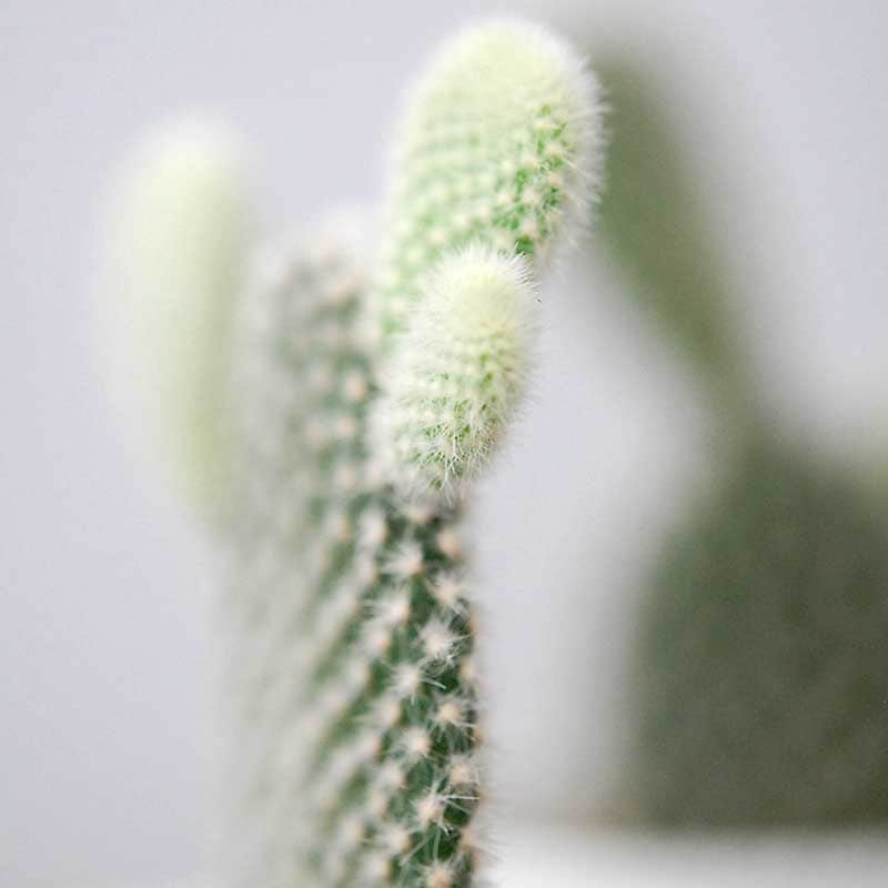 象牙団扇、白桃扇 / Opuntia | 多肉植物の専門店 solxsol（ソルバイソル）