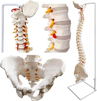 Amazon.co.jp: EVOTECH SCIENTIFIC 等身大 脊柱モデル 85cm 骨格模型