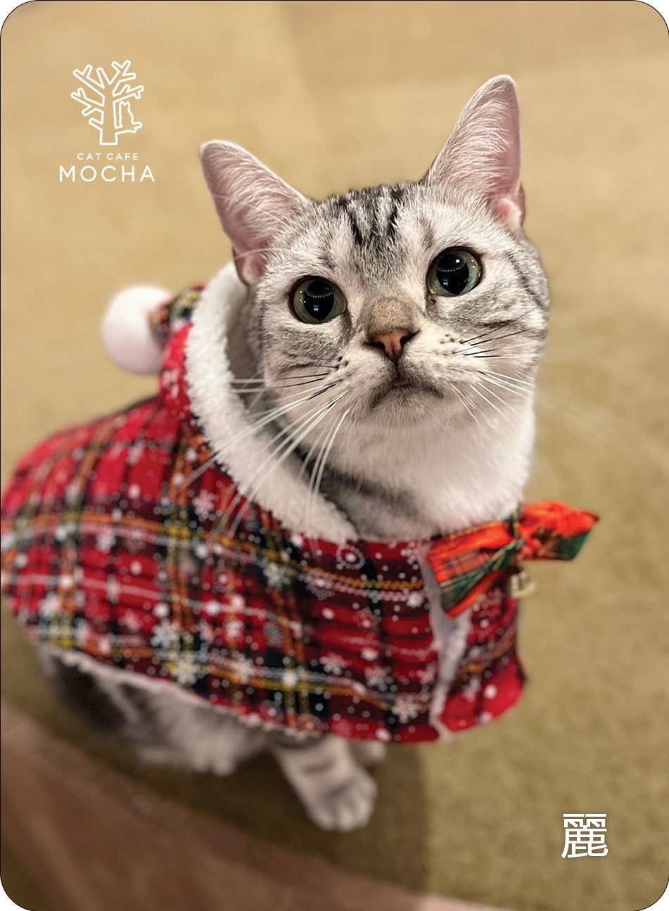 即完売続出の話題のにゃんずトレカ、待望の秋冬バージョン！MOCHA