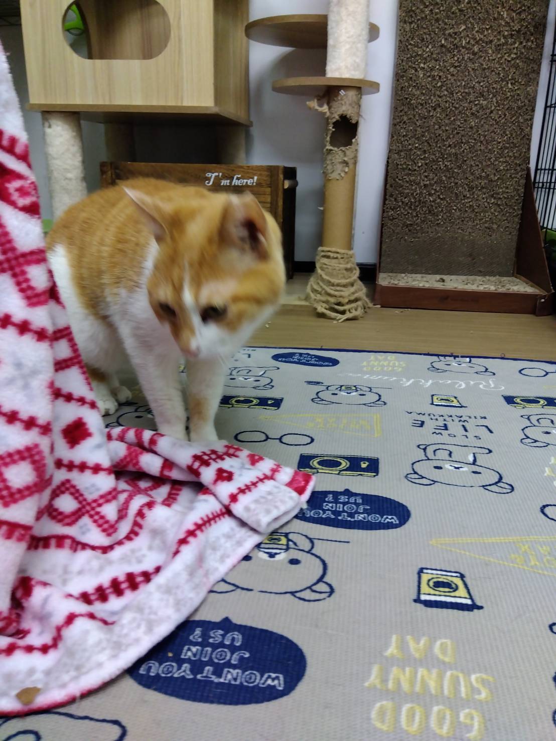 ΦωΦ)ポケにゃん♥生後3ヶ月(ΦωΦ)ちびちび♥里親様募集♥猫(ΦωΦ)