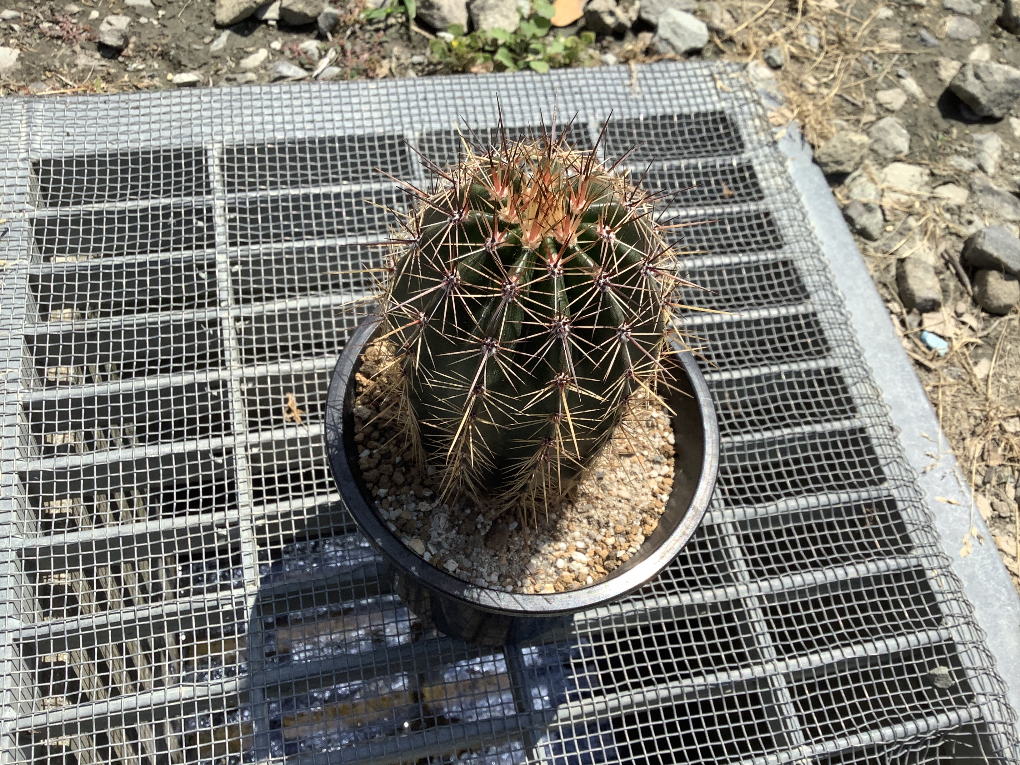 カーネギア ギガンティア（弁慶柱）を植栽 | 『かみの』の備忘録〜植物