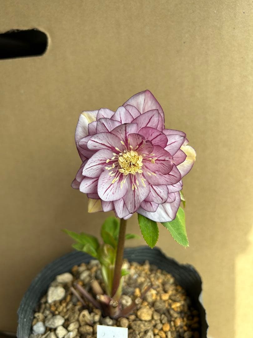 加藤農園 クリスマスローズ 八重ピンク系 同梱推奨 お買い得一点物咲き進み株】加藤農園 クリスマスローズ ピンク