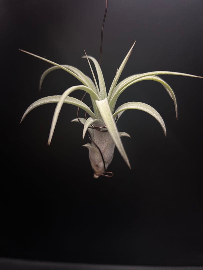 チランジア　キセログラフィカ × イオナンタ キセログラフィカ × イオナンタバンハイニンギー 03号 | air-plants