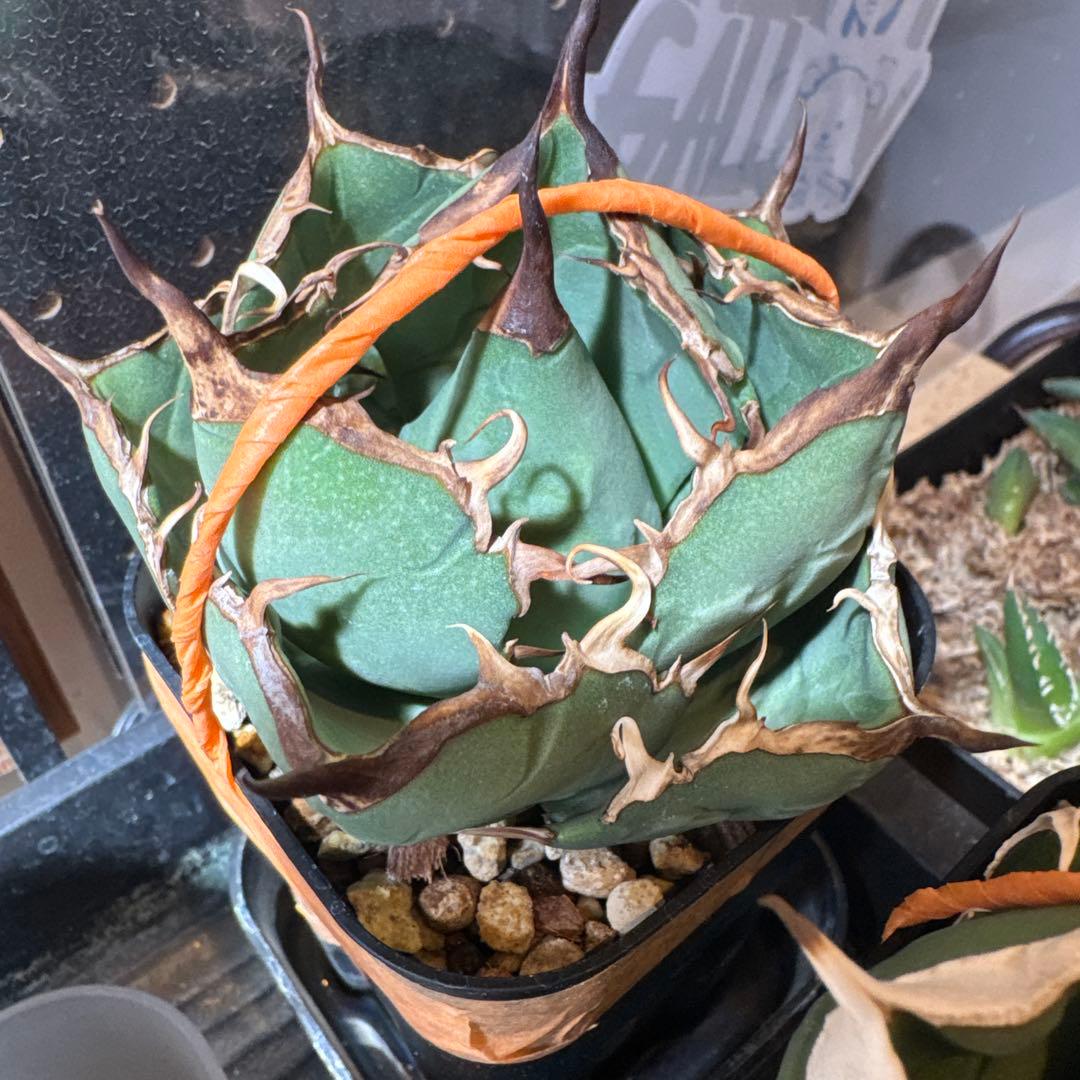 アガベ チタノタ ノーネーム イラン株 子株 ローズ ノヴァ レッド