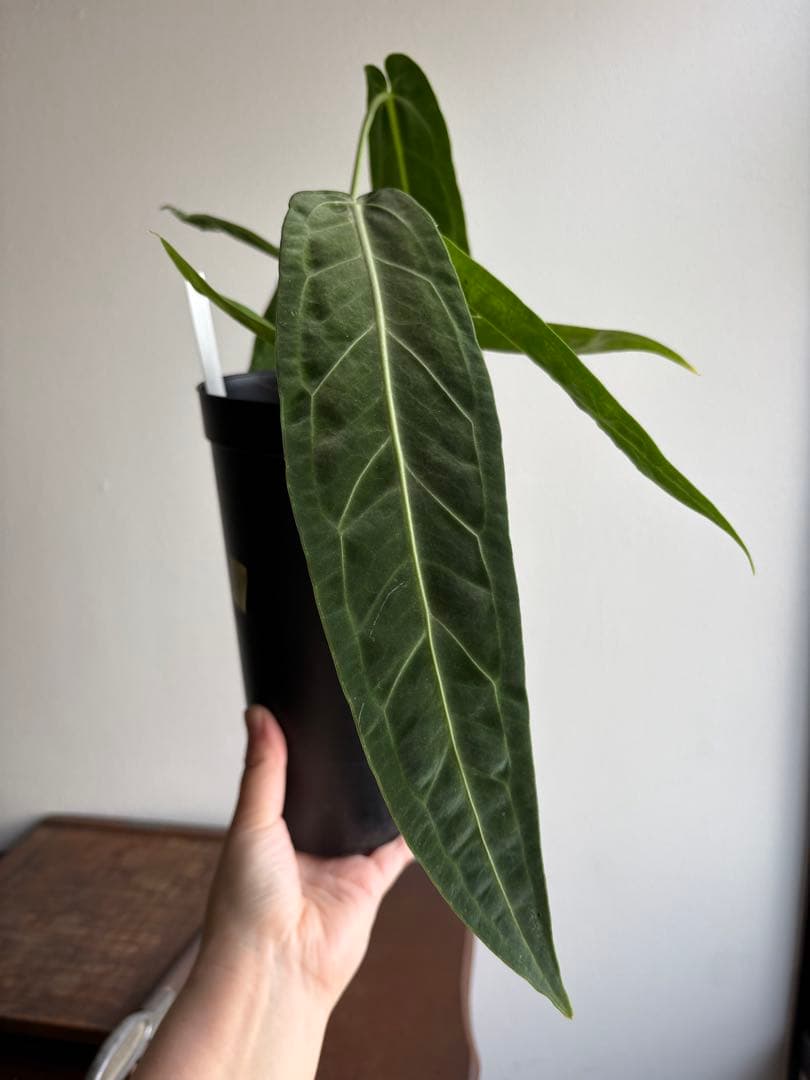 アンスリウム ワロクアナム 3号 ロングポット ② - メルカリ