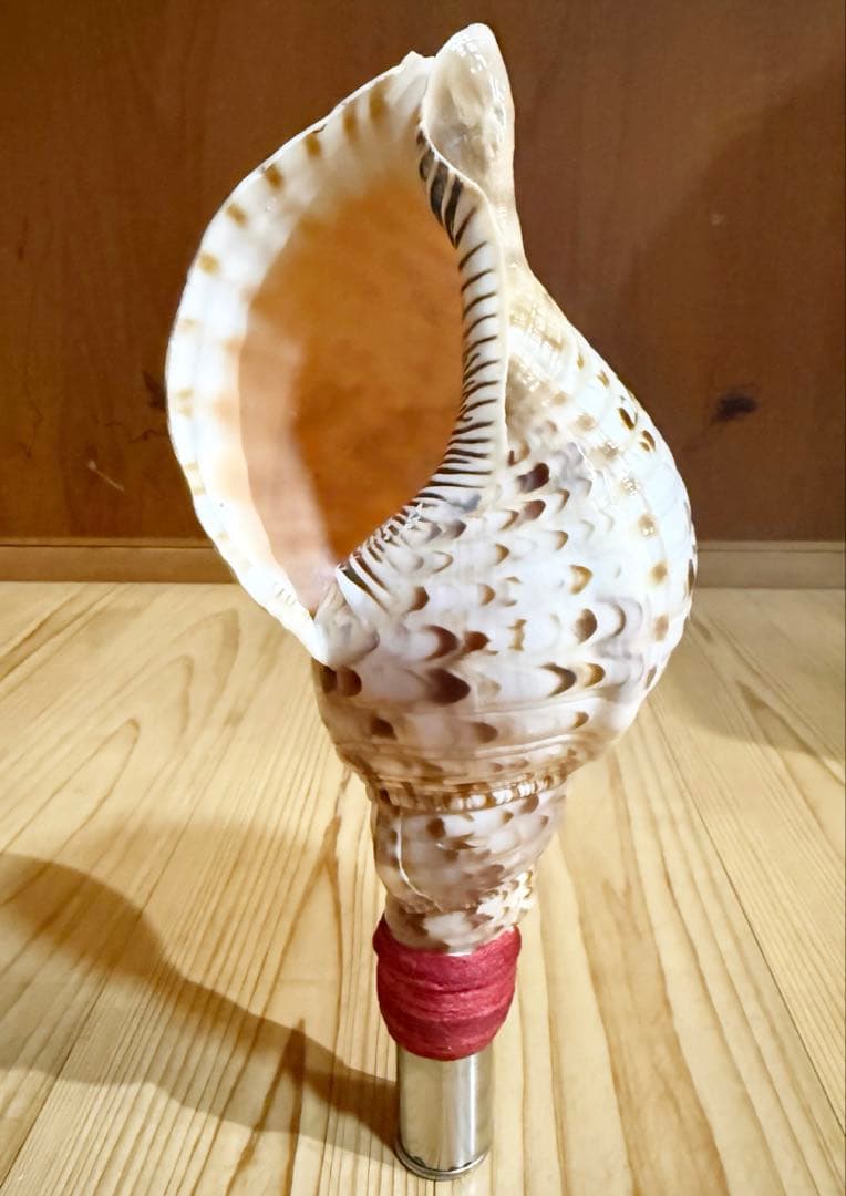 ミニ法螺貝　ホラガイ　ほら貝❣️ 新発売 天狗 超ミニ 法螺貝 ほら貝 ホラ貝 ほらがい ホラガイ シェル
