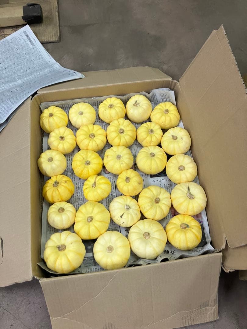 ハロウィン用　ミニカボチャ(プッチーニ)2025#5 ミニカボチャ プッチィーニ｜種（タネ）,球根,苗,資材,ガーデニング