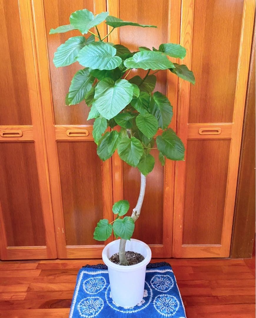 フィカスウンベラータ 8号鉢 フィカス・ウンベラータ 8号鉢 観葉植物と植木鉢の専門店cocolate