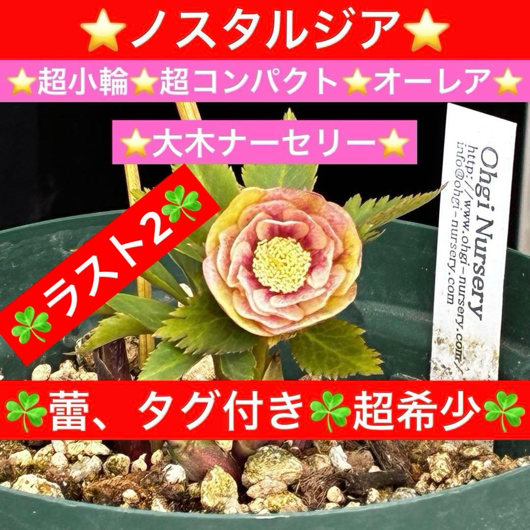m*t様 3475☘️ラスト2☘️蕾タグ付☘️超希少☘️⭐️ノスタルジア⭐️超小