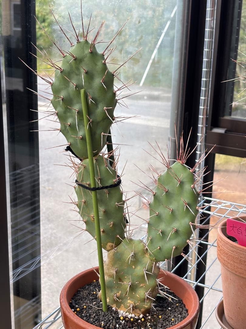 多肉植物 硫黄団扇　狂刺シリーズ 多肉植物 硫黄団扇 狂刺シリーズ 多肉植物 硫黄団扇 狂刺シリーズ
