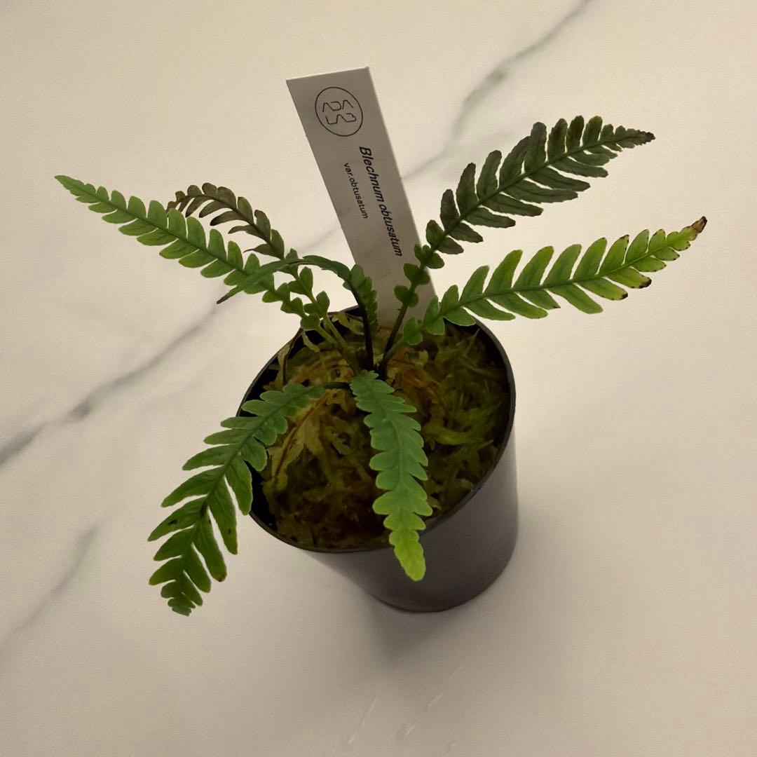 ブレクナム オブツサタム 観葉植物 シダ キングオブシダ ブレクナム オブツサタム オブツサタム｜moss