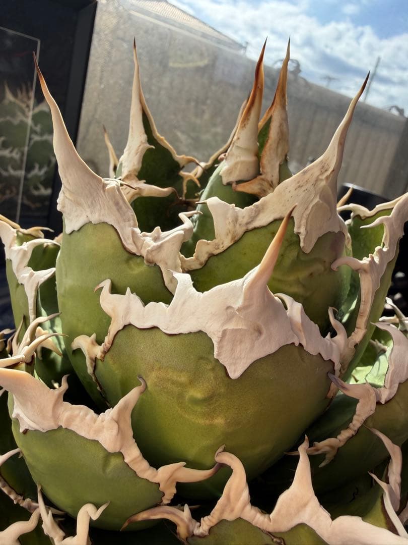 アガベ シーザー 凱撒 親株 カタチ製作所 オテロイ ビースト 悪魔