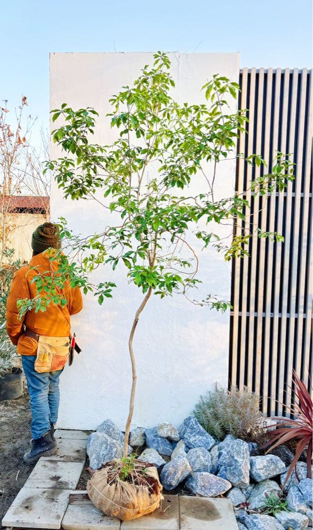 超逸品。山採りアセビ2.5M(鉢底から)品番A - メルカリ