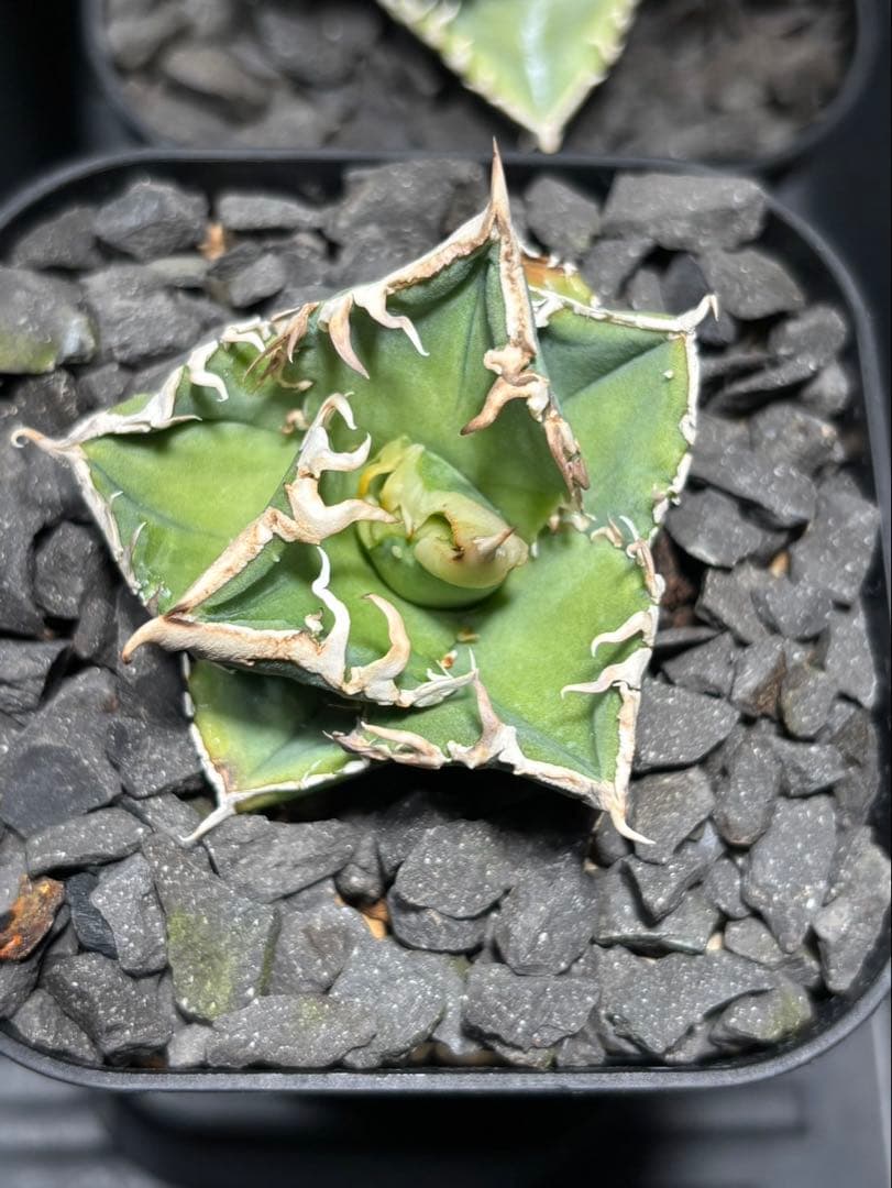 アガベ　CJ Special ホホジロタイプ　発根済⑤