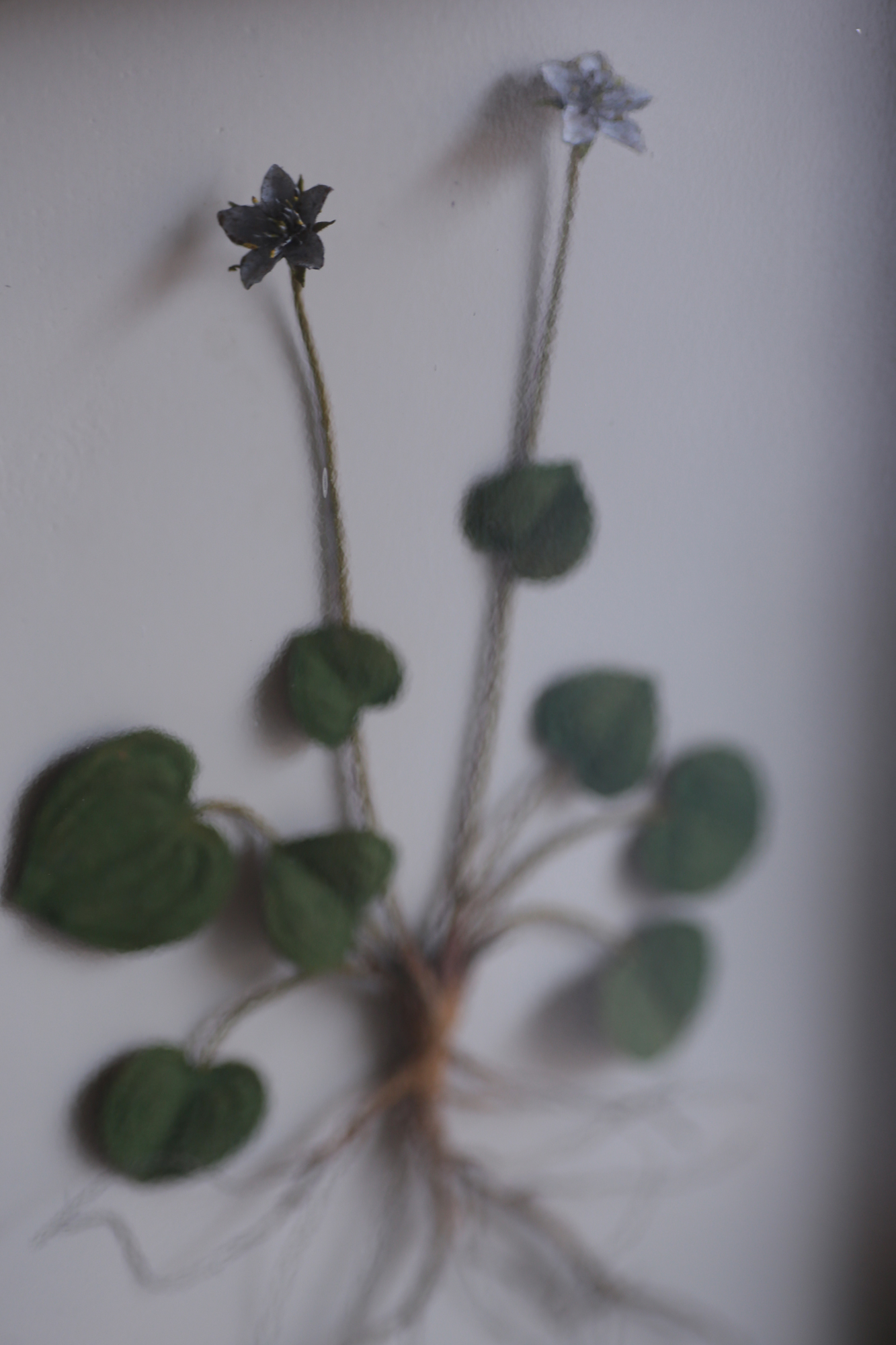 植物をありのままに表現する [ モリソン小林 ] ＝ special source 展